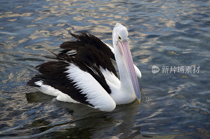 鹈鹕(Pelecanus conspicillatus)